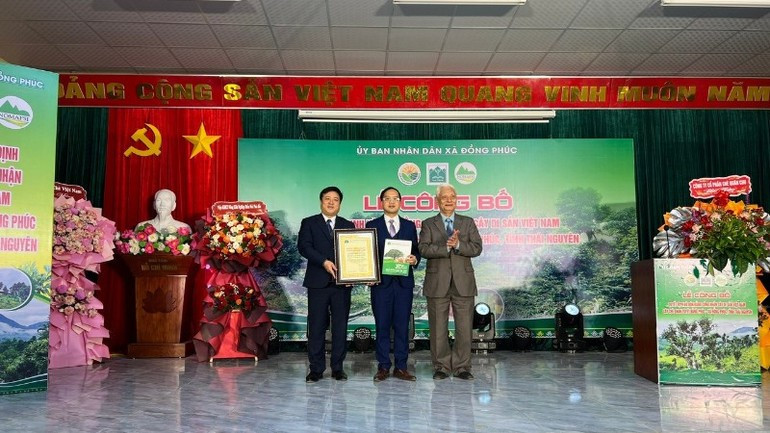 12 cây chè tại Thái Nguyên được công nhận là Cây Di sản Việt Nam - ảnh 1