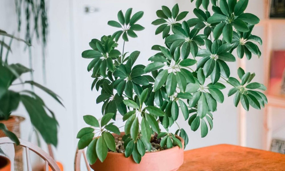 6 loại cây được ví như 'máy lọc không khí' tự nhiên, hút bụi mịn cực tốt - ảnh 6