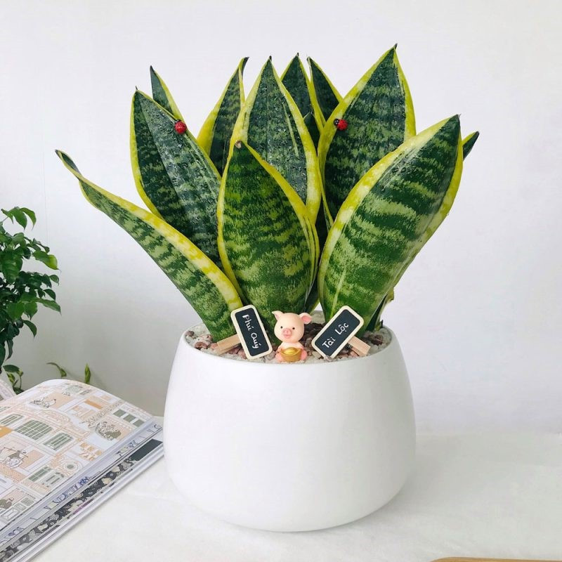 6 loại cây được ví như 'máy lọc không khí' tự nhiên, hút bụi mịn cực tốt - ảnh 1