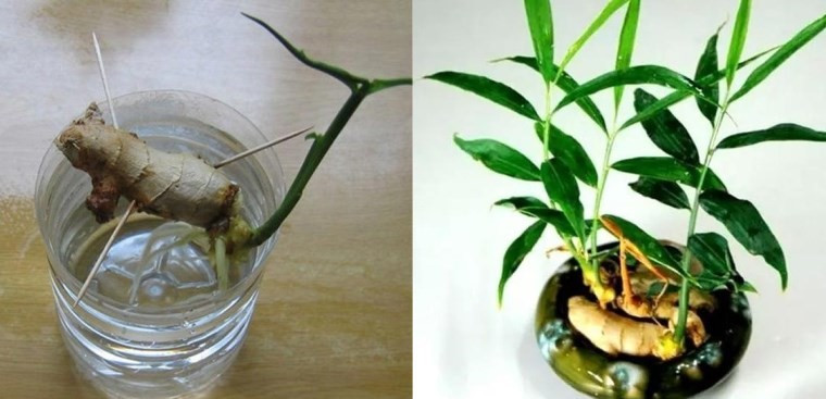 Thời điểm tốt nhất trồng chậu gừng đón tài lộc năm mới 2026 - ảnh 3