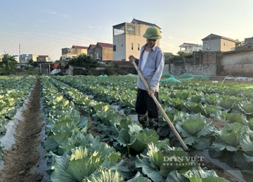 Dù mới vào mùa, nông dân Ninh Bình lãi đậm cả chục triệu đồng với rau vụ Đông, cách trồng kiểu gì mà ‘thần kỳ’ vậy?