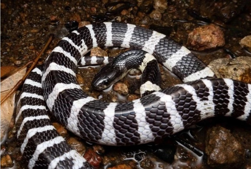 5 loài rắn độc phổ biến nhất tại Việt Nam, ai cũng nên biết để tránh - ảnh 4