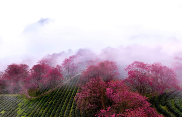 Đồi chè nằm ở độ cao 1.800m, được ví như 'viên ngọc xanh' của cung đèo ngoạn mục bậc nhất miền Bắc