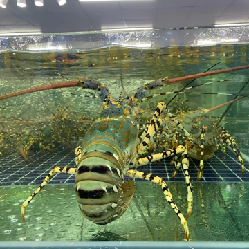 Nguồn cung sụt giảm, tôm hùm bông đắt đỏ chưa từng thấy tại thị trường TP.HCM leo sát 3 triệu đồng/kg