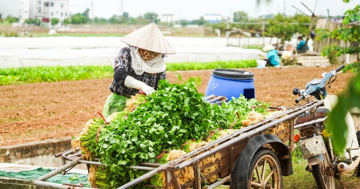 Vì sao giá rau củ ở Hà Nội tăng chóng mặt?