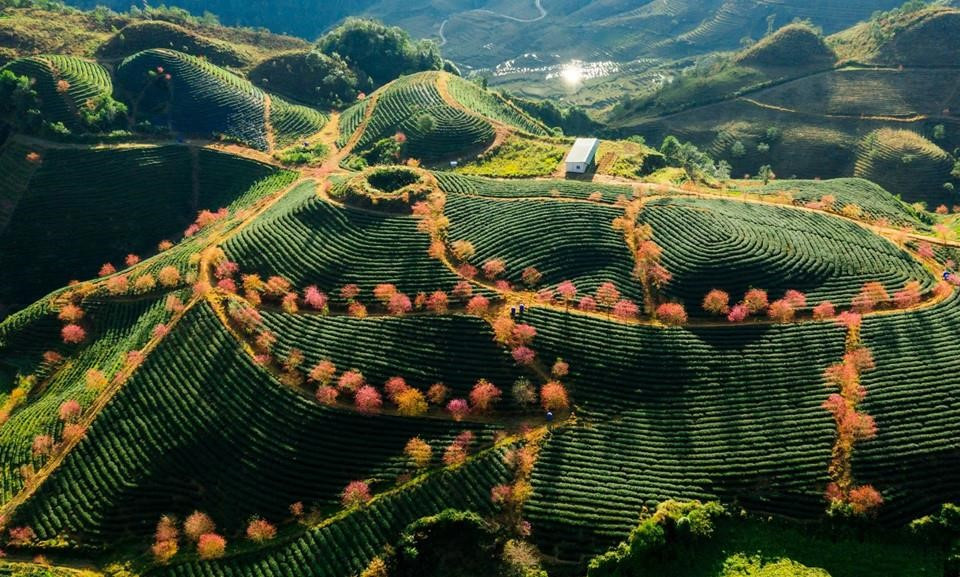 Đồi chè nằm ở độ cao 1.800m, được ví như 'viên ngọc xanh' của cung đèo ngoạn mục bậc nhất miền Bắc - ảnh 1