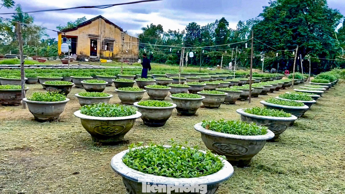 Ghi nhận tại làng hoa Hà Đông (phường Điện Bàn Bắc), một trong những vựa hoa cúc lớn của tỉnh Quảng Nam cũ, hàng loạt chậu cúc của người dân bị hư hỏng, thối rễ, cây úa vàng, sinh trưởng chậm sau đợt lũ lụt cuối tháng 10, đầu tháng 11, cộng với tình trạng mưa lạnh kéo dài trong những ngày qua. Ảnh: Duy Quốc. tp-hoahadong-6.jpg