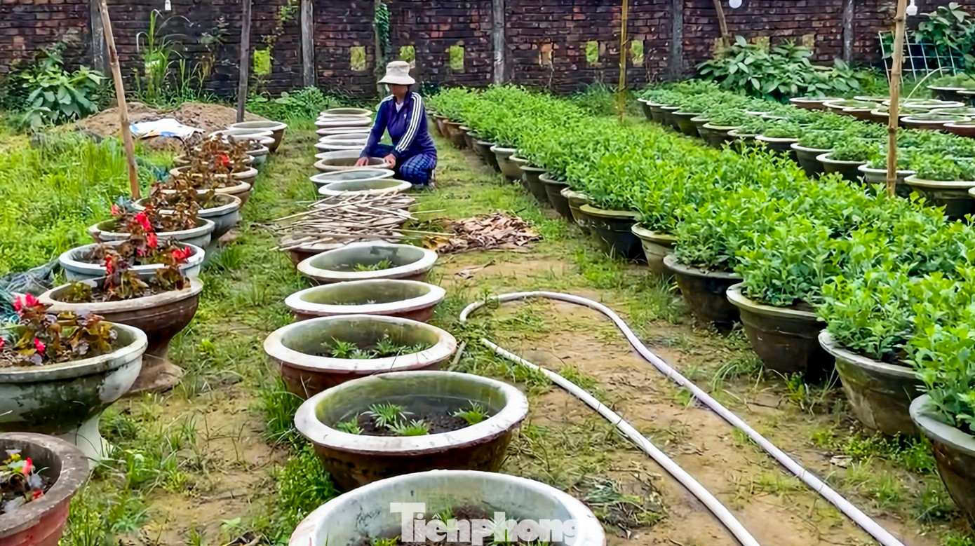 Các chủ vườn tất bật tìm cách “cứu” những chậu cúc còn khả năng phục hồi, song diễn biến thời tiết bất thường, mưa lạnh liên tục khiến cây khó phát triển, đối mặt nguy cơ không kịp ra hoa đúng dịp Tết Nguyên đán. tp-hoahadong-9.jpg