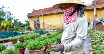 Người trồng cúc Đà Nẵng lao đao vì hoa thối rễ, khó cứu trước Tết