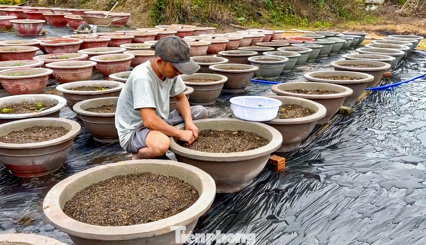 Trong khi đó, nhiều hộ khác gấp rút tái vụ, chuyển sang trồng các loại hoa ngắn ngày như thược dược, xác pháo, vạn thọ… với hy vọng gỡ gạc phần nào chi phí đã bỏ ra. Tuy nhiên, phương án này cũng tiềm ẩn nhiều rủi ro khi thời gian không còn nhiều, trong khi thời tiết tiếp tục diễn biến khó lường. tp-hoahadong-14.jpg