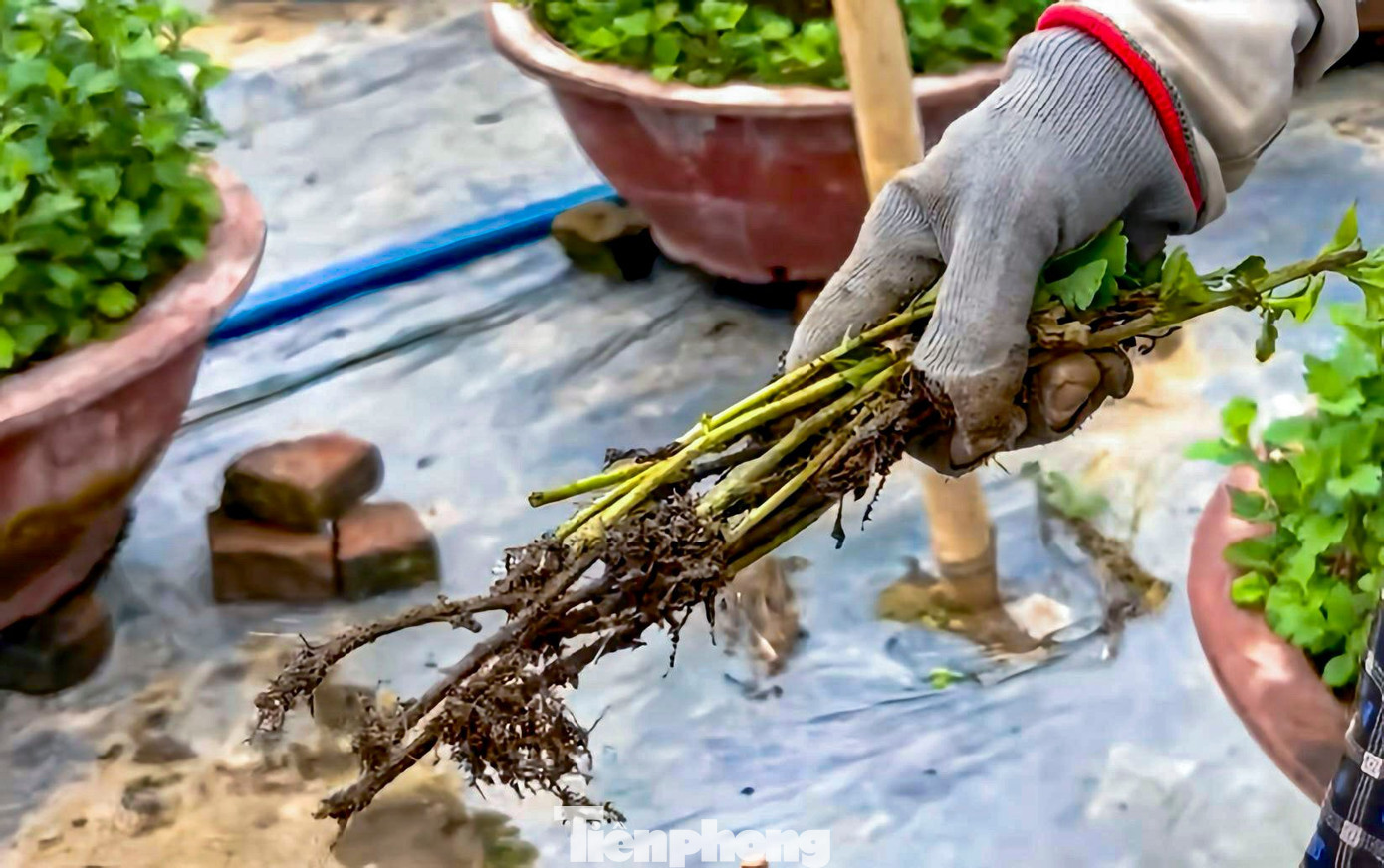 Cây hư hỏng, thối rễ không thể phục hồi. tp-hoahadong-12.jpg