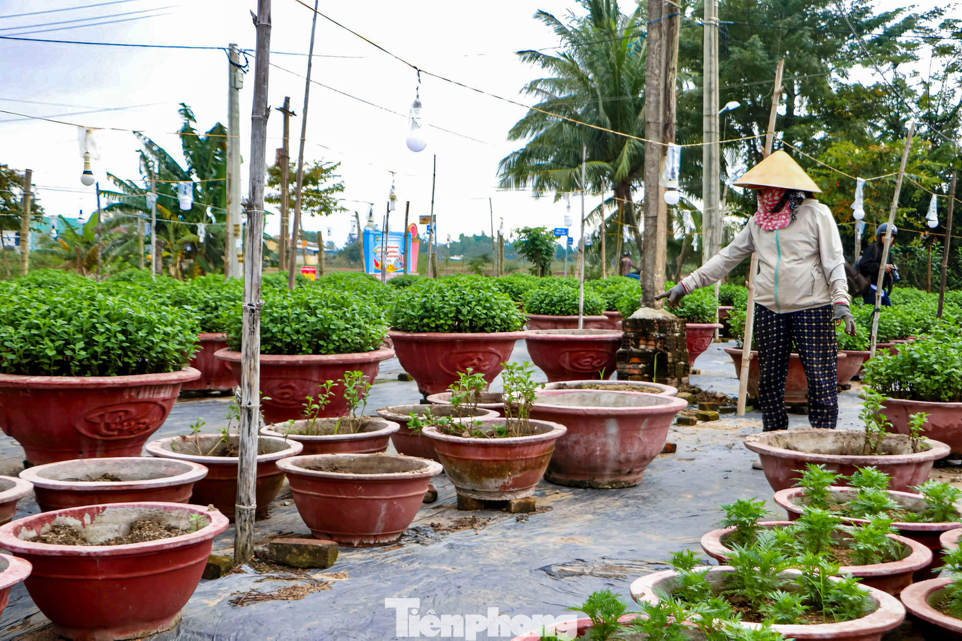 Trong vườn cúc còn sót lại, bà Nguyễn Thị Có cặm cụi theo dõi từng chậu hoa. Gần trăm chậu cúc được bà dồn sức “hồi sinh” bằng cách thay đất, tỉa bỏ cây hư, lựa những gốc còn khỏe để chăm sóc kỹ lưỡng hơn. “Phải kiểm tra liên tục, thấy cây nào úa là bỏ ngay để tránh lây sang chậu khác. Nhưng dù cố gắng, khả năng cao nhiều chậu không kịp nở đúng Tết, mà chất lượng cũng khó đẹp như mọi năm. Tết năm nay rất dễ mất trắng”, bà Có thở dài. tp-hoahadong.jpg