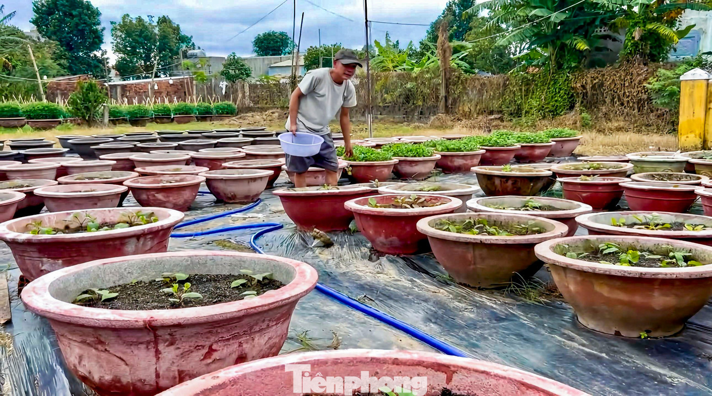 Gia đình ông Nguyễn Xuân Lắm cũng chịu thiệt hại gần 40 triệu đồng khi khoảng 500 chậu cúc bị ngập úng qua các đợt bão lũ, mưa lạnh kéo dài vừa qua. “Bao công sức, tiền của dồn cho vụ Tết, giờ nhìn vườn hoa mà xót ruột. Chỉ mong những chậu còn lại kịp hồi phục để vớt vát được chút ít”, ông Lắm chia sẻ. tp-hoahadong-7.jpg