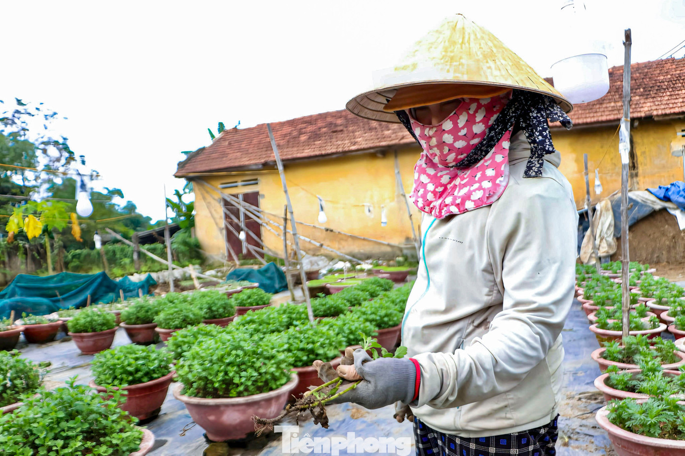 Theo bà Có, những cây cúc bị lầy rễ nếu được phát hiện sớm vẫn có thể cứu vãn bằng cách chăm sóc để rễ mới mọc lại từ phần thân, song quá trình này mất nhiều thời gian. Đáng lo ngại, có những cây bên ngoài vẫn xanh tốt nhưng phần rễ bên dưới đã hư hỏng hoàn toàn, không còn khả năng ra nụ. “Giờ muốn chuyển sang trồng các loại hoa ngắn ngày cũng rất khó, bởi giá giống cao trong khi nguồn cung lại khan hiếm”, bà Có cho hay. tp-hoahadong-2.jpg