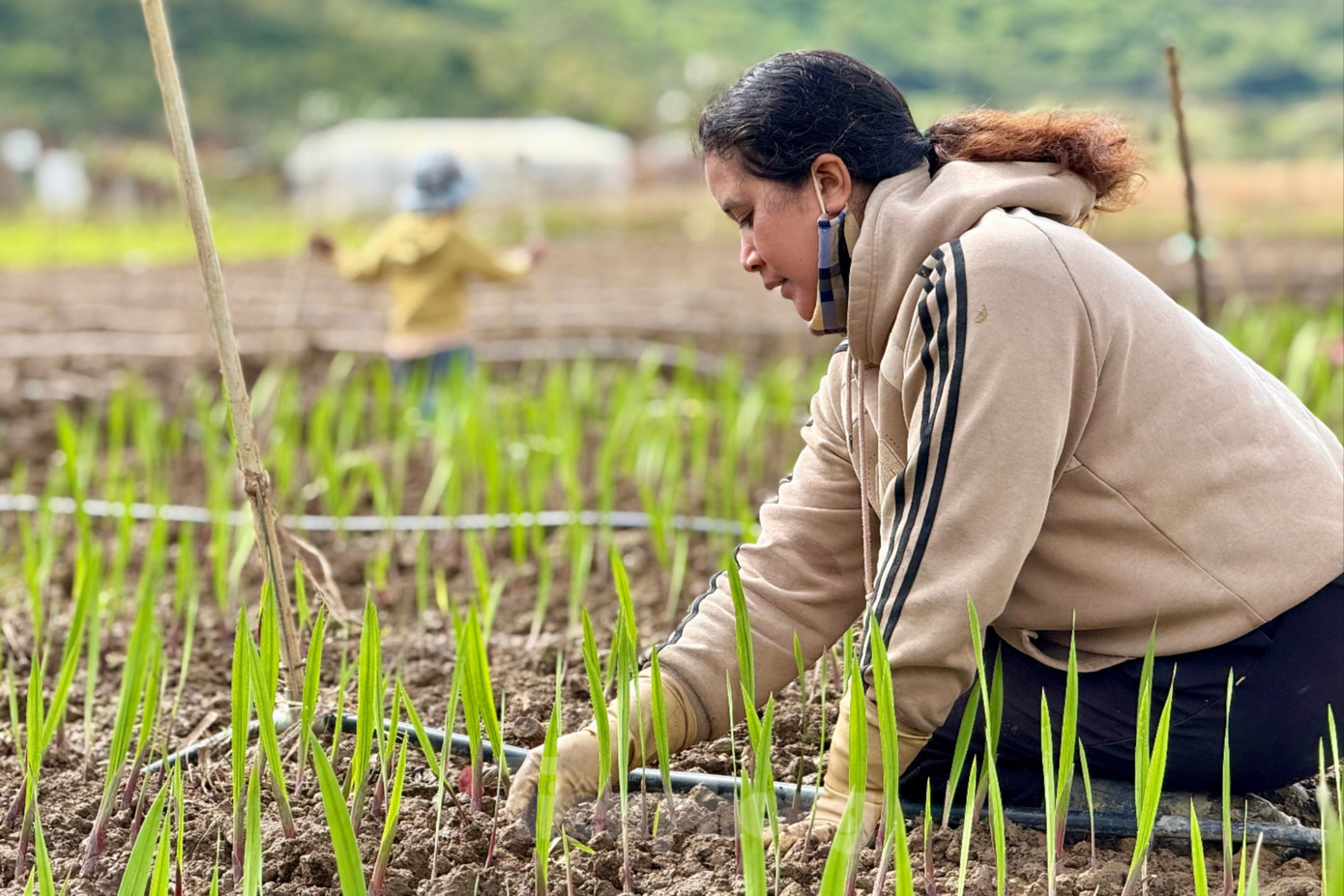 Chị K’Woen tỉ mỉ vun đất cho lay ơn. img-3389-179.jpg