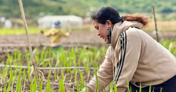 'Thủ phủ' hoa lay ơn lớn nhất cả nước sau lũ: Vun đất mà lòng nặng trĩu