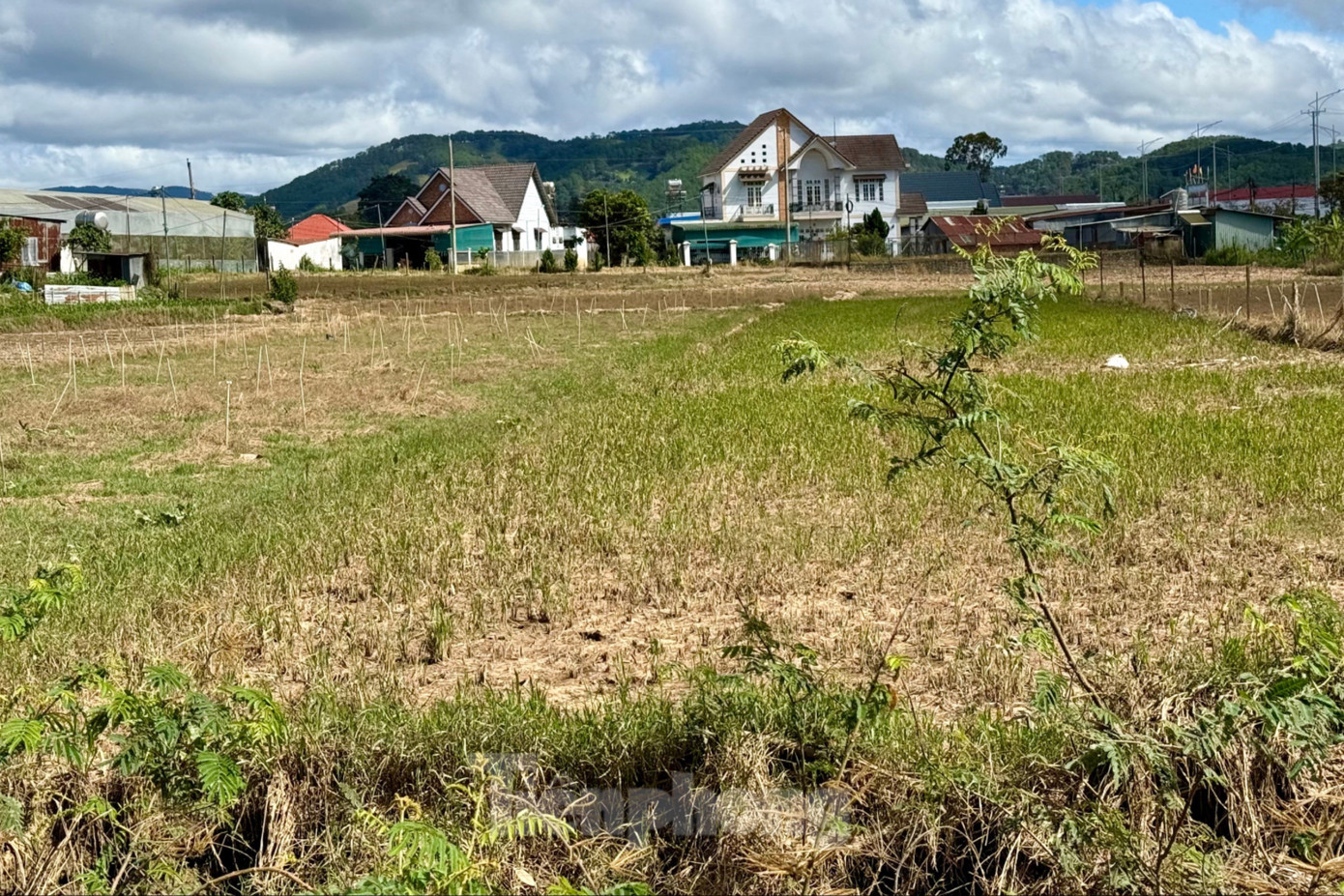 Hàng loạt cánh đồng lay ơn dọc quốc lộ 20 vẫn bỏ trống. img-3395-2058.jpg