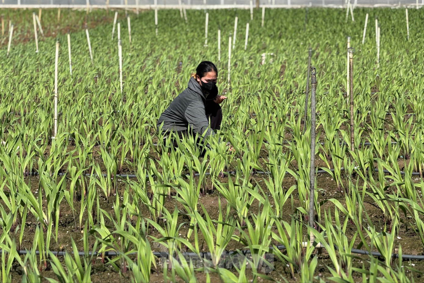 Chị Ka Nhụy tích cực chăm lay ơn để kịp bán Tết. img-3408-3955.jpg