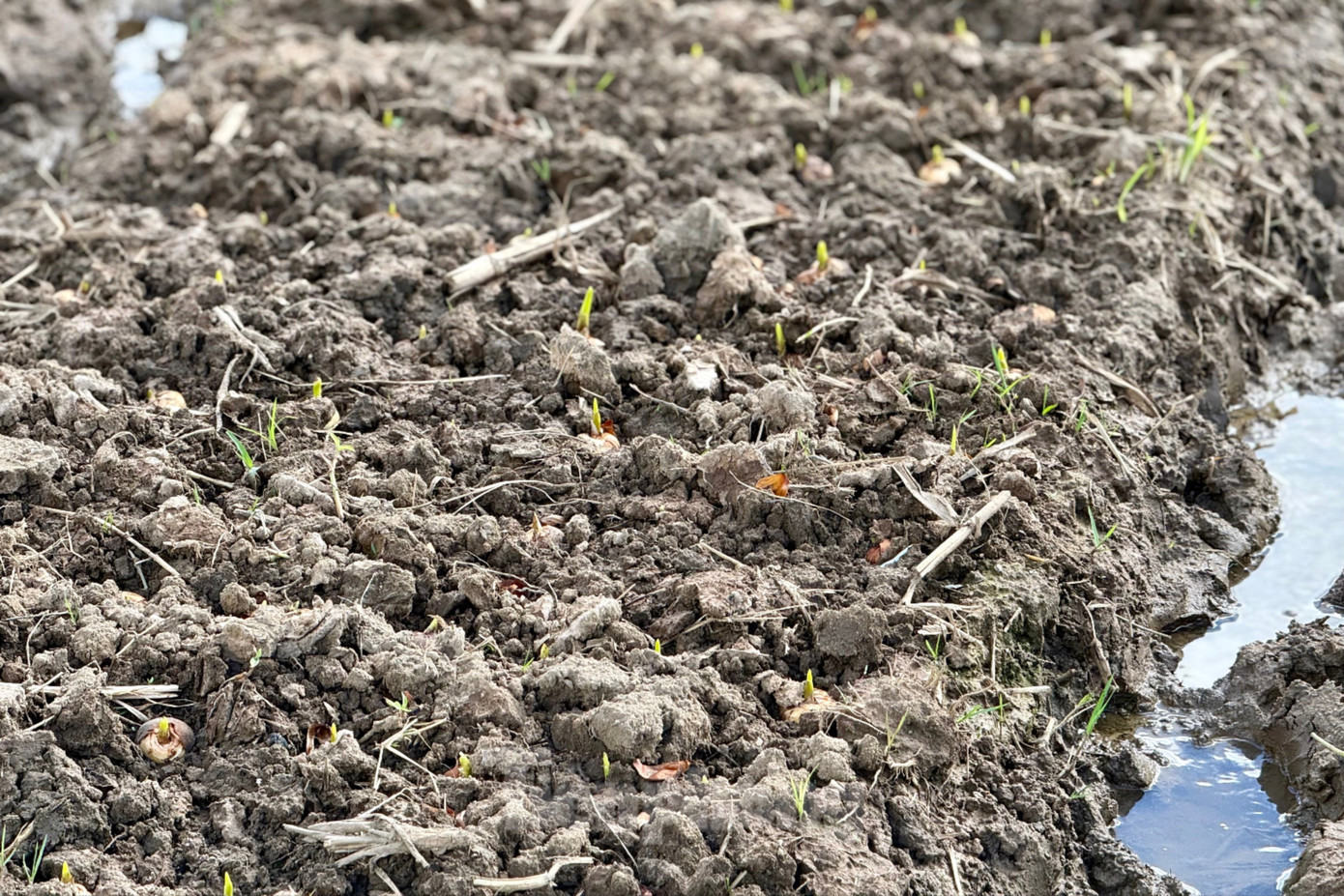 Xã Hiệp Thạnh được xem là vùng trồng lay ơn lớn nhất Việt Nam, với khoảng 200ha. img-3399-1373.jpg