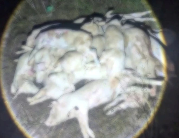 Kinh hãi hàng trăm con heo chết, nghi bị bệnh chuẩn bị đưa ra thị trường tiêu thụ