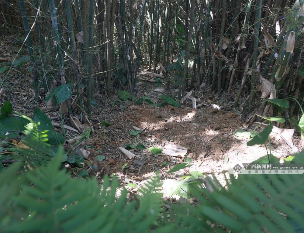 Đang đào giun câu cá, lão nông phát hiện kho báu nặng 30kg bên dưới bụi tre, bảo tàng huyện lập tức xuống làm việc - ảnh 1