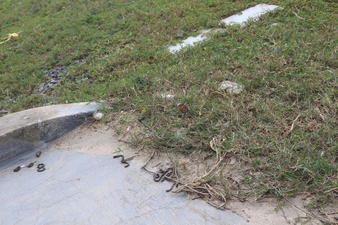Hiện tượng này được chính quyền địa phương xác nhận là chưa từng xảy ra. img-5222.jpg