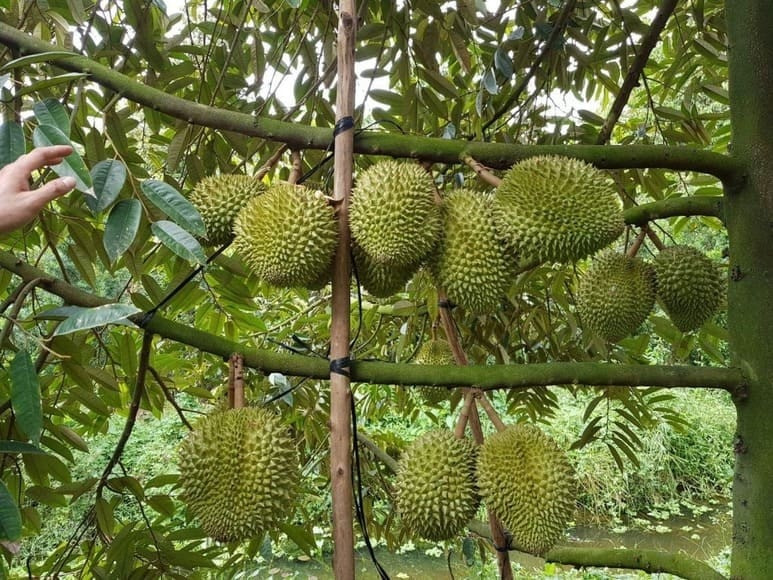 sau-rieng-ri6.jpg
