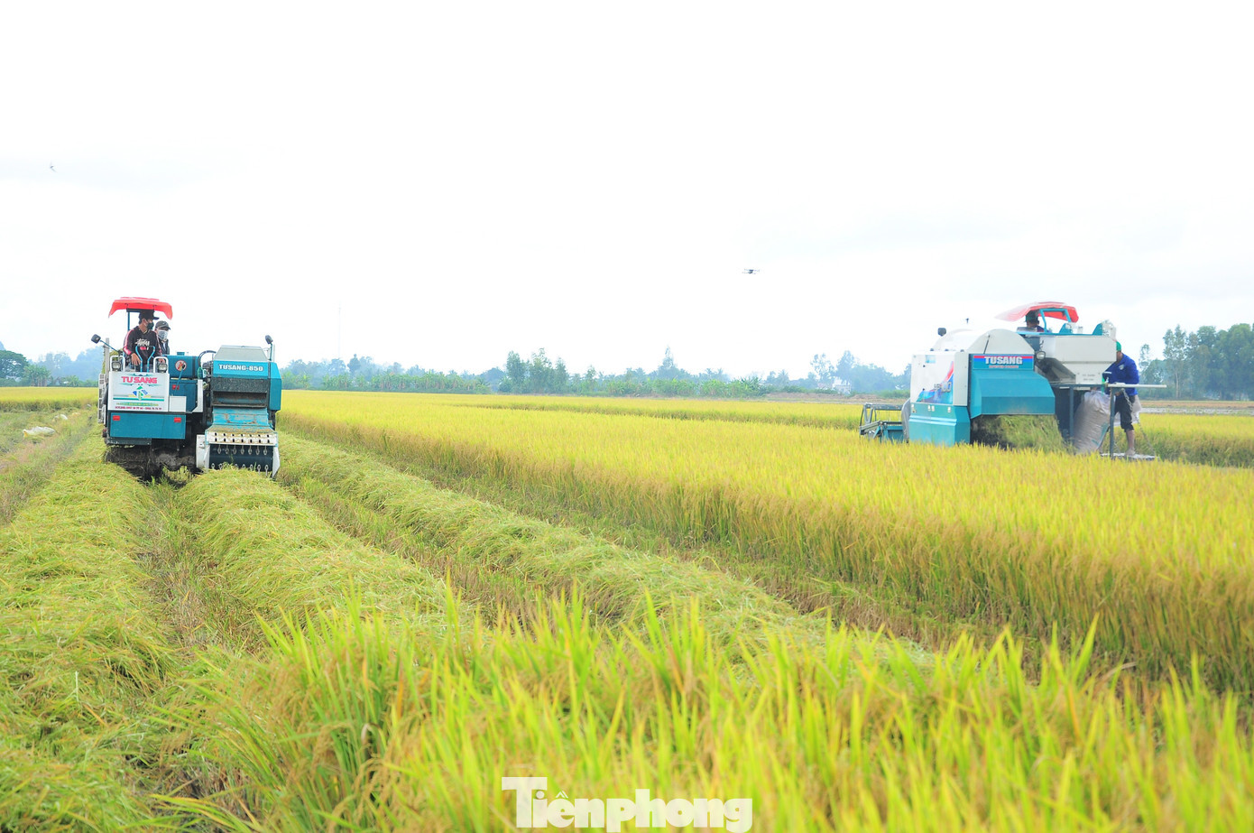 Thu hoạch lúa cánh đồng Đề án 1 triệu ha ở Cần Thơ. tp-lua-3.jpg