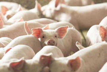 Giá heo hơi miền Bắc nhích lên, miền Nam tiếp tục 'neo' đáy 60.000 đồng/kg