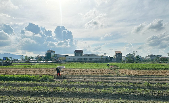 trong-rau-thom-o-ha-tinh.png