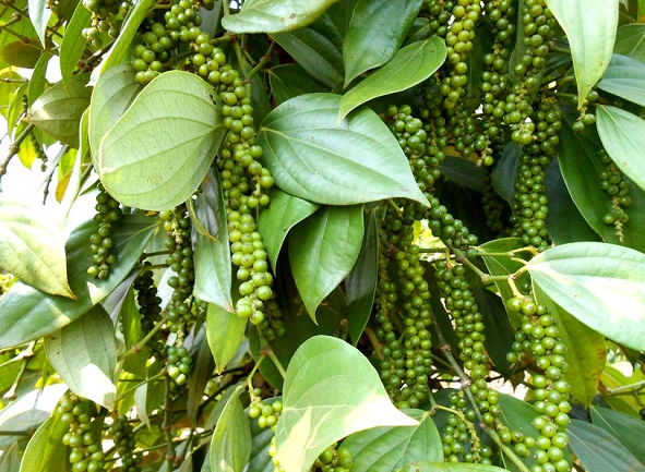 hat-tieu-viet-nam-duoc-my-san-lung.png