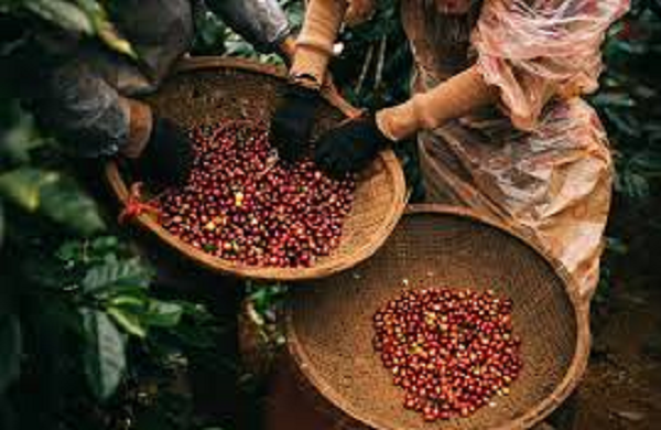 duc-me-nhu-dieu-do-ca-phe-cua-viet-nam.png