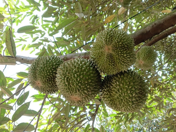 sau-rieng-dat-nhat-viet-nam-2.png