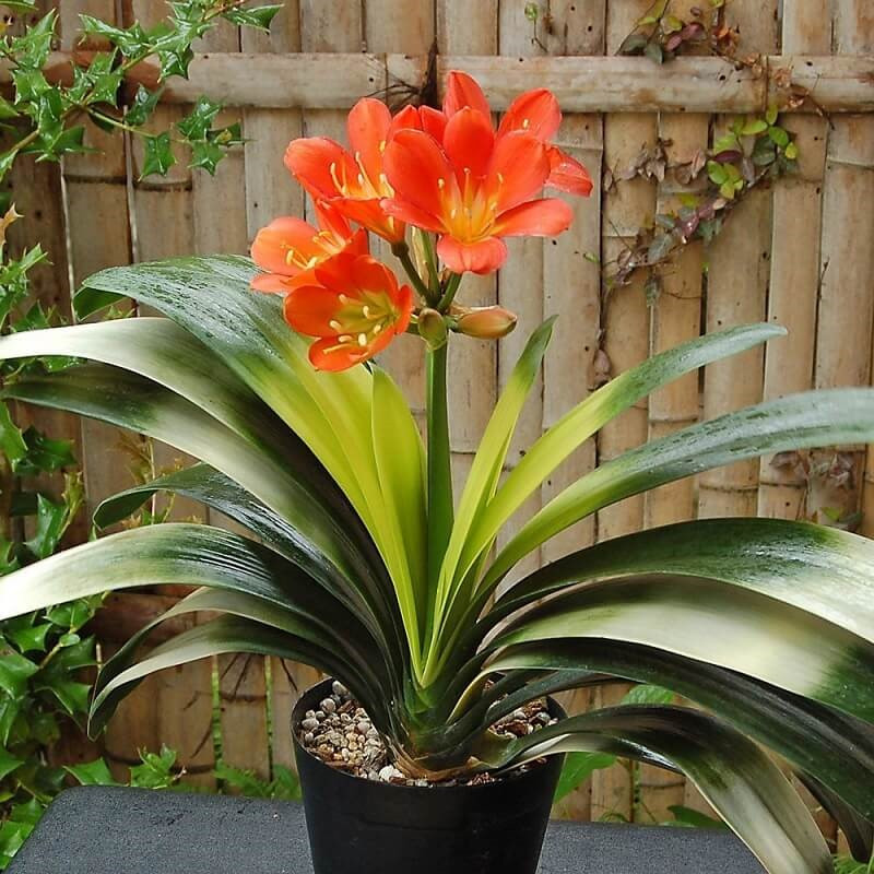 Người trồng cây thông minh chọn 4 'nhóm cây vàng' này để cải thiện sức khỏe và không gian sống - ảnh 4