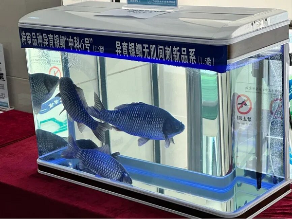 ca-diec-khong-xuong-dam-2.png