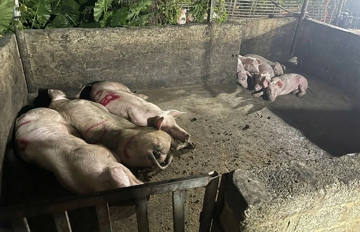 1,23 triệu con heo bệnh bị tiêu hủy, ngành chăn nuôi đối mặt nguy cơ khủng hoảng mới