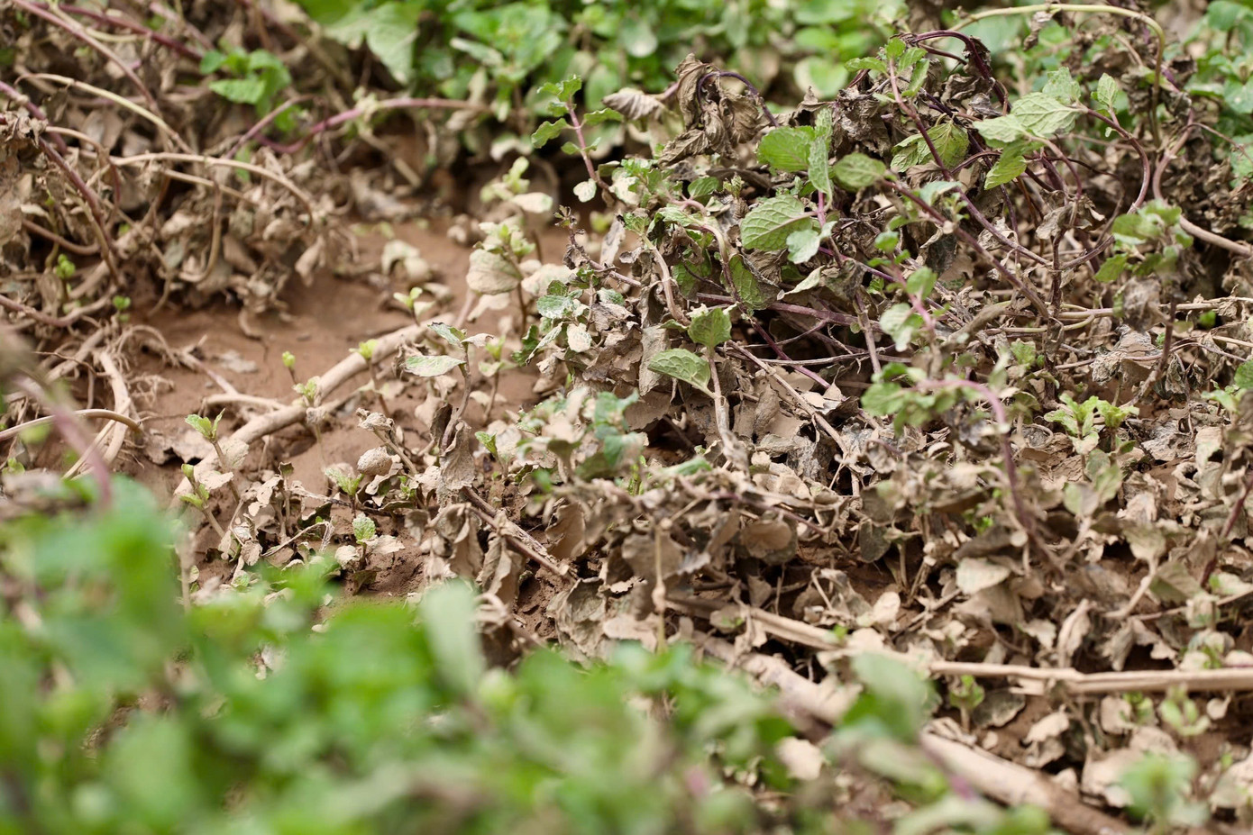 Nhiều vườn rau ở Lâm Đồng tan hoang sau lũ. img-4250.jpg