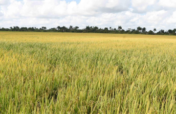 Như phép màu, cánh đồng Cuba nở rộ ‘hạt vàng’ của Việt Nam, năng suất đã tăng 350% và tiến tới diện tích trồng lên tới 5.000ha