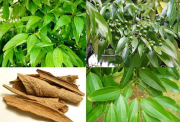 Từ vỏ đến lá đều thành tiền: Cây gia vị quý của Việt Nam mang về gần 250 triệu USD chỉ trong 10 tháng, Ấn Độ mê mệt, liên tục đặt mua