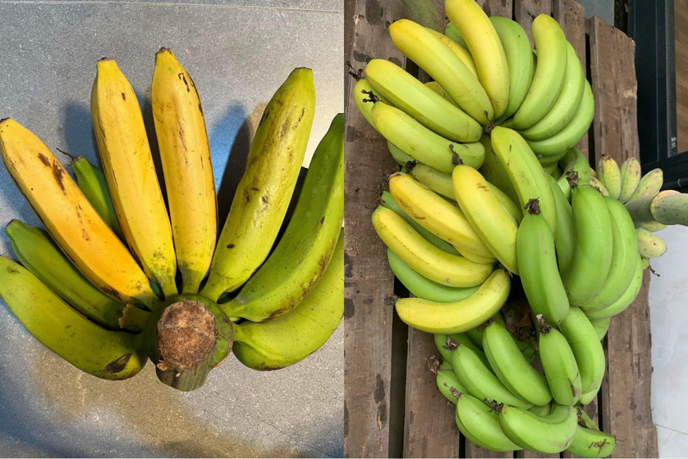 Bác sĩ đào tạo tại Harvard tiết lộ loại trái cây cực tốt cho hệ tiêu hóa - ảnh 3