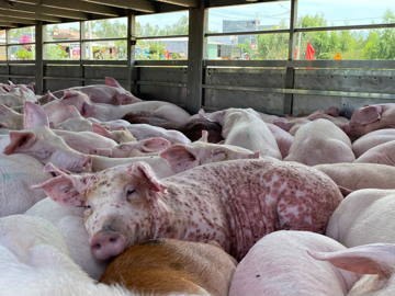 Liên tiếp phát hiện cơ sở giết mổ heo bệnh, vận chuyển trái phép chuẩn bị đưa ra thị trường tiêu thụ