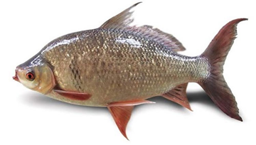 Loại cá giá rẻ của người Việt mang hàm lượng DHA ngang ngửa cá hồi