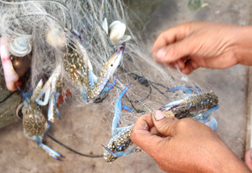 'Vàng dưới nước' của Việt Nam bơi sang Mỹ - EU thành đặc sản cháy hàng: Thu 71 triệu USD trong 10 tháng, Anh - Nhật cũng chốt đơn liên tục