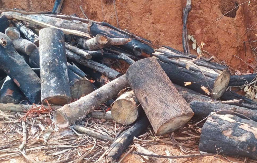 Vụ gần 98ha rừng bị xâm hại: Đề nghị kỷ luật 2 cán bộ kiểm lâm - ảnh 2