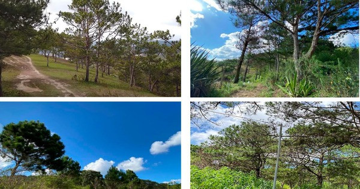 Đề xuất lấy gần 65ha rừng phòng hộ để xây dựng dự án quy mô 6.500 người ở 'thành phố ngàn hoa'