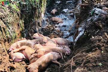 Hơn một triệu con bị tiêu hủy, nguồn cung thiếu hụt: Giá thịt lợn cuối năm đứng trước 3 kịch bản, tốt nhất 65.000 đồng, xấu nhất vượt 80.000 đồng/kg