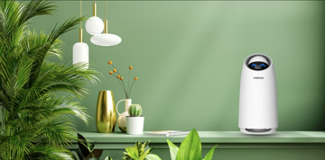 Loài cây Việt giá rẻ nhưng lọc không khí hiệu quả, từng được NASA khuyên trồng