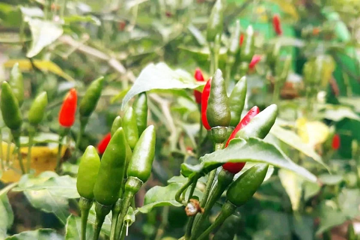 Loại quả trồng khắp Việt Nam được cho không đầy chợ, Trung Quốc – Lào tranh nhau mua: Giá bất ngờ tăng chưa từng có, nhiều vùng trồng trong nước 'trúng mùa – trúng giá'