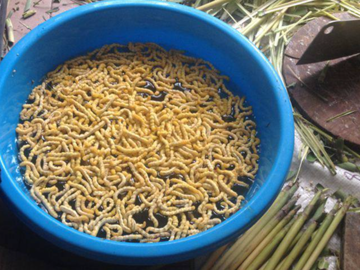 Loại sâu nằm 'lúc nhúc' trong thân cây lại trở thành đặc sản 'đại bổ' giá hơn 3 triệu/kg