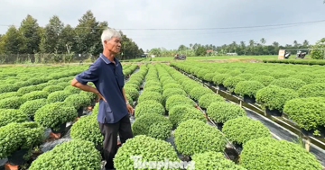 Người trồng cúc mâm xôi lo mất Tết